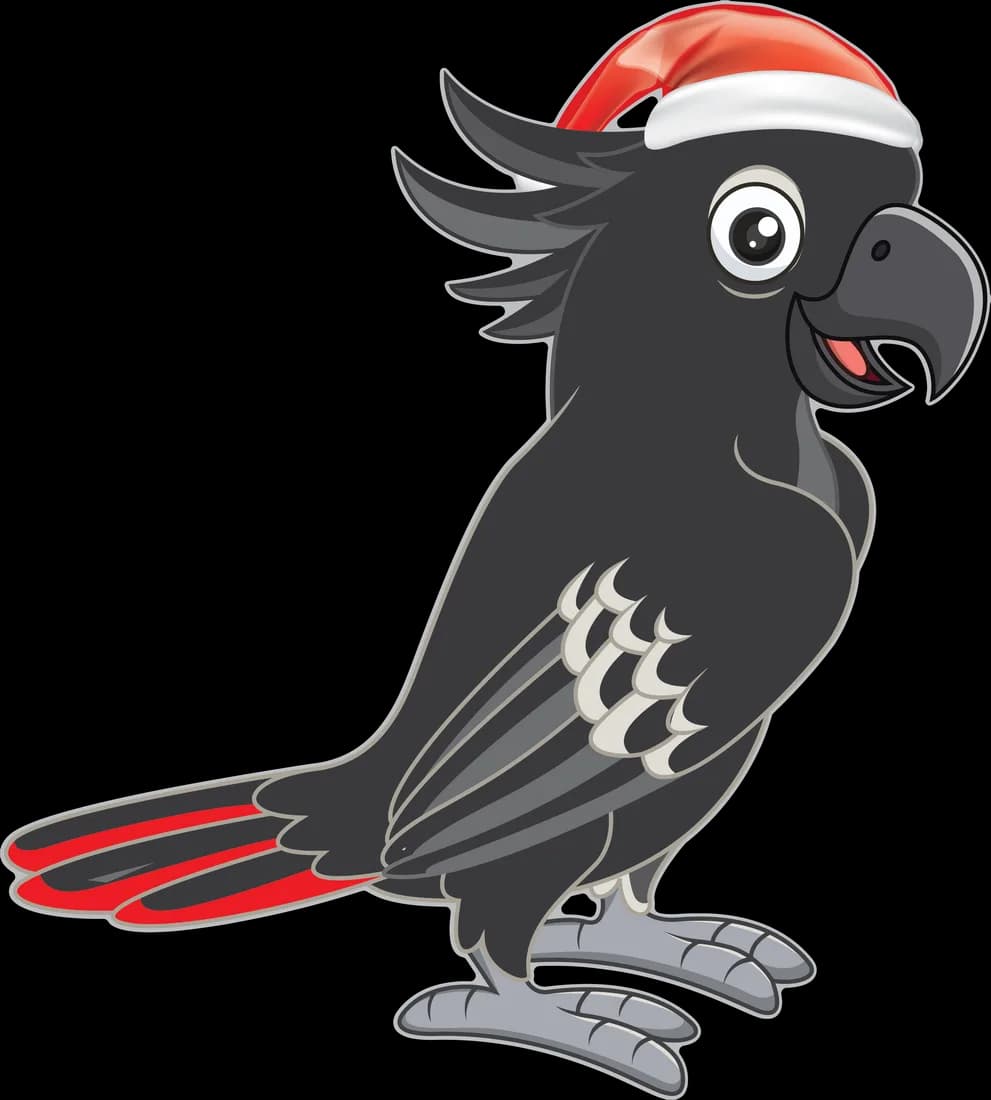 Black Cockatoo