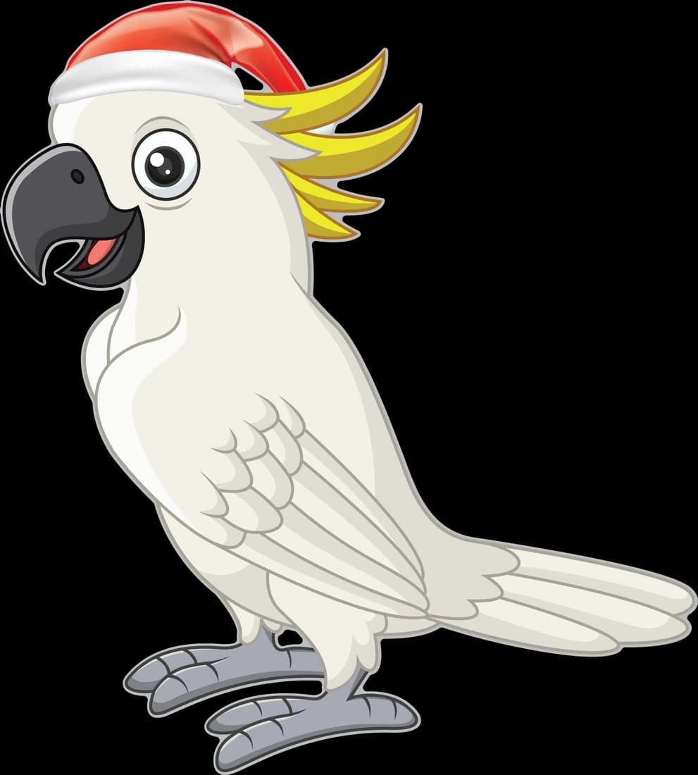 White Cockatoo