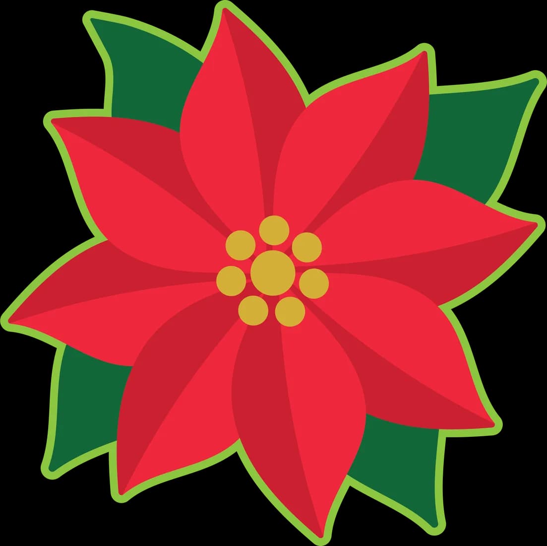 Poinsettia